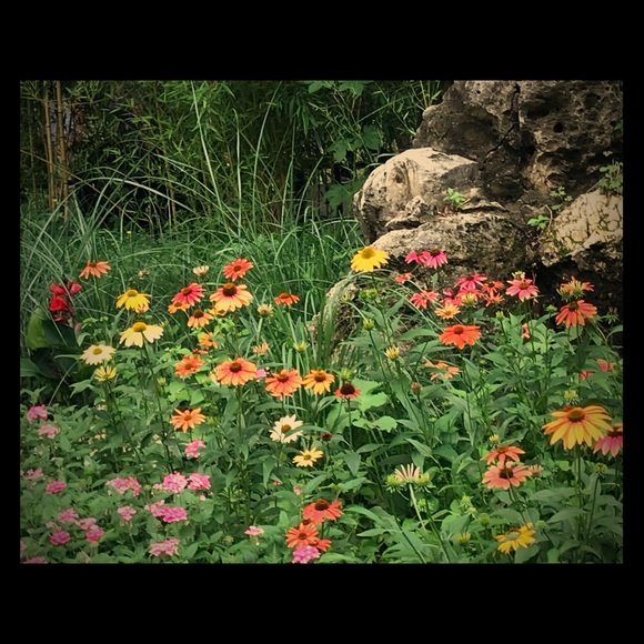 Brooky - Picture 2 of 6